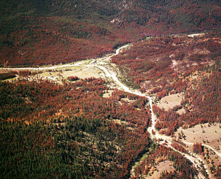 Mt Pine infestation - Granite, OR area - 1976